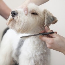 About Snowy’s Mobile Dog Grooming